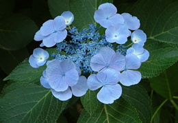 Hydrangea macrophylla 'Blauling'