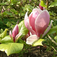 Magnolia x soulangeana 'Lennei'