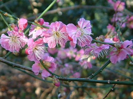 Prunus mume 'Yae Kankobai'