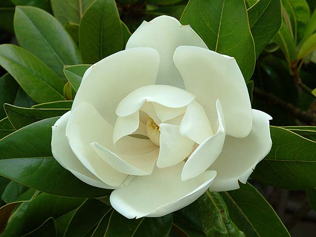 Magnolia grandiflora.jpg