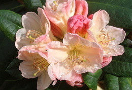 Rhododendron 'Percy Wiseman'