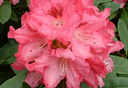Rhododendron 'Sneezy'