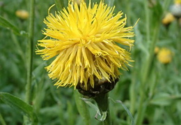 Centaurea glastifolia