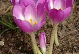 Colchicum autumnale 'Nancy Lindsay'