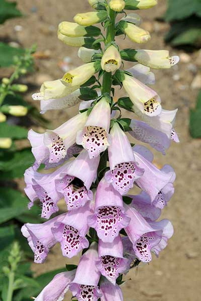 Digitalis purpurea 'Camelot Lavender'.jpg