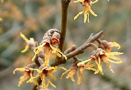 Hamamelis vernalis 'Sandra' flowers