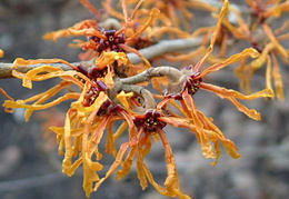 Hamamelis x intermedia 'Aphrodite'