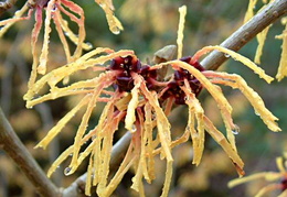 Hamamelis x intermedia 'Aurora'