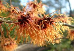 Hamamelis x intermedia 'Glowing Embers'