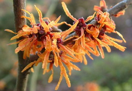 Hamamelis x intermedia 'Orange Peel'