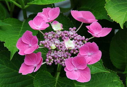 Hydrangea macrophylla 'Fasan'