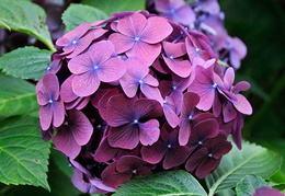 Hydrangea macrophylla 'Westfalen'