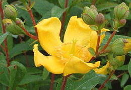 Hypericum x hidcoteense 'Hidcote'