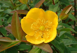 Hypericum patulum