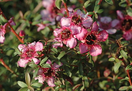 Leptospermum 'Centaurus'