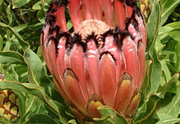 Protea nerifolia