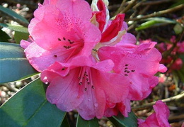 Rhododendron 'Cornsutch'