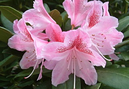 Rhododendron 'Cosmopolitan'