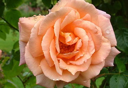 Rosa 'Compassion'