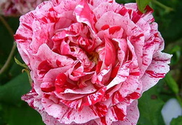 Rosa 'Ferdinand Pichard'