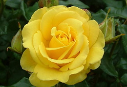 Rosa 'Freedom'