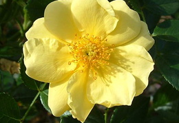 Rosa 'Golden Memories'