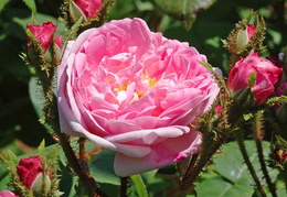Rosa 'Jeanne de Montfort'