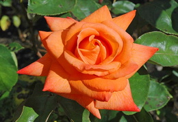 Rosa 'Lovers' Meeting'