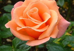 Rosa 'Queen Charlotte'
