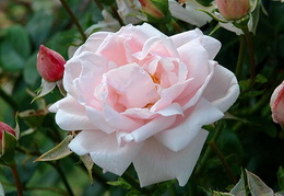 Rosa 'New Dawn'
