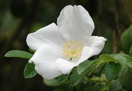 Rosa rugosa 'Alba'