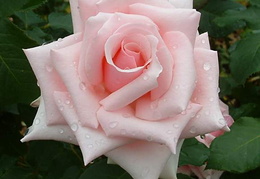 Rosa 'Savoy Hotel'