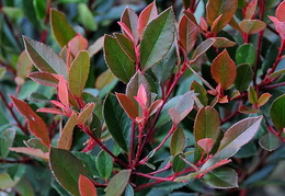Photinia x fraseri 'Chico'