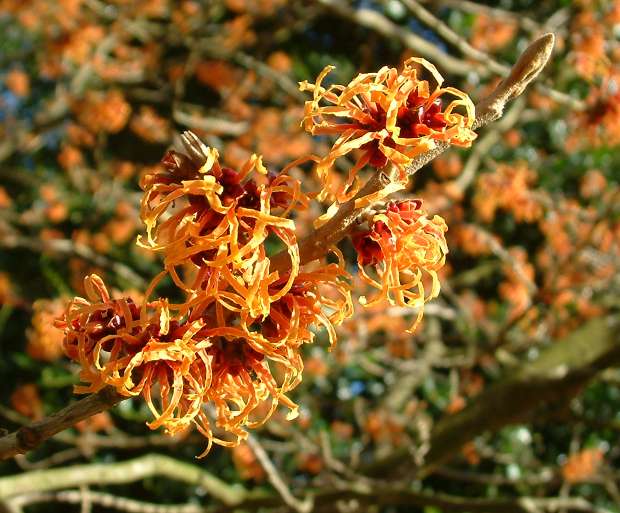 Hamamelis x intermedia 'Jelena' flower.jpg