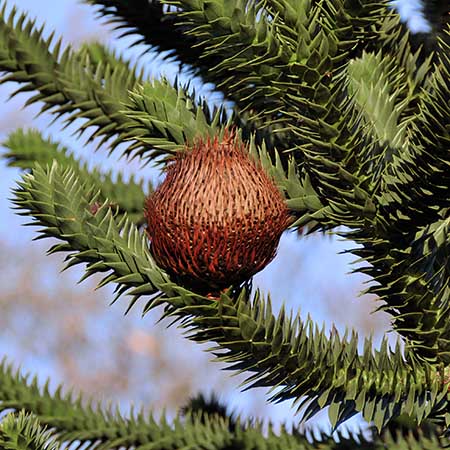 Araucaria araucana cone.jpg