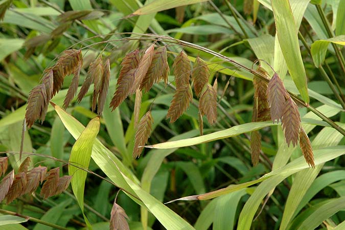 Chasmanthium latifolium.jpg