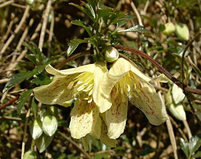 Clematis cirrhosa balearica.jpg