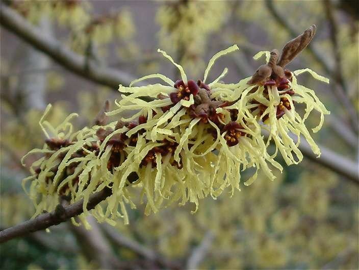 Hamamelis japonica 'Sulphurea' flower.jpg