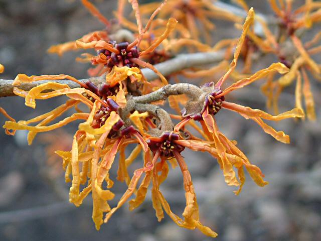 Hamamelis x intermedia 'Aphrodite' 2.jpg