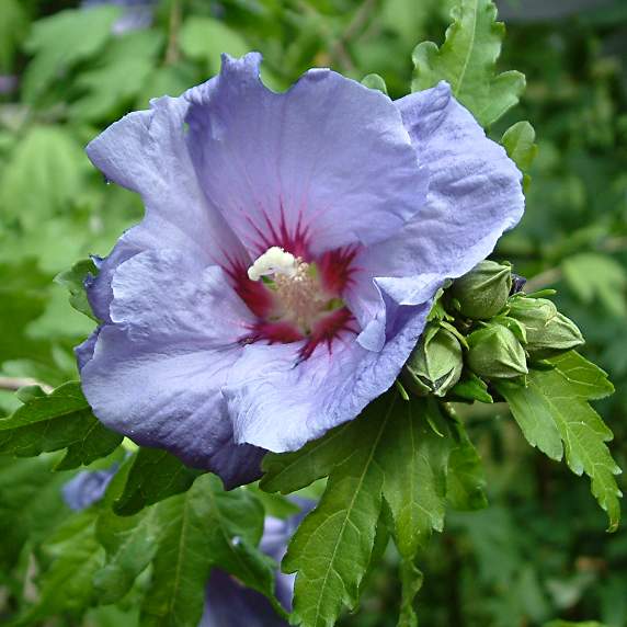 Hibiscus syriacus 'Blue Bird'.jpg