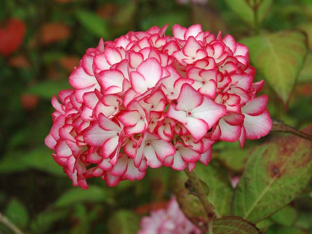 Hydrangea macrophylla 'Mirai'.jpg