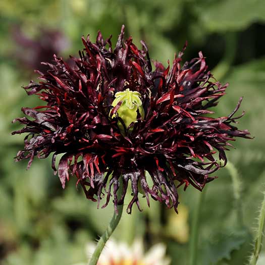 Papaver somniferum 'Blackcurrent Fizz'.jpg