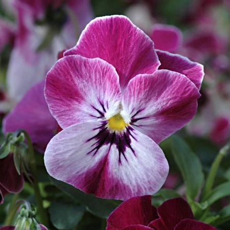 Viola 'Valentine'.jpg